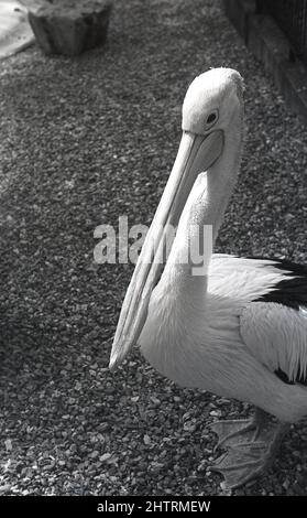 1950s, historisch, ein Pelikan mit langem Schnabel, England, Großbritannien. Stockfoto