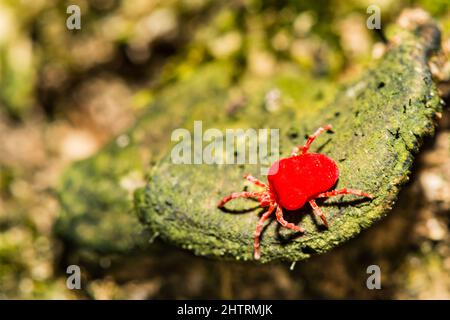 Rote Samtmilbe – Dinothrombium spp Stockfoto