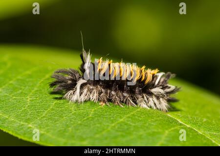 Milkweed Tussock Moth Caterpillar - Euchaetes egle Stockfoto