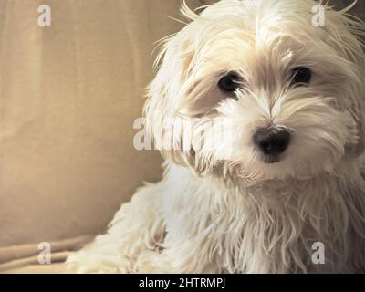 Vier Monate altes maltesisches Bichon-Welpenportrait Stockfoto