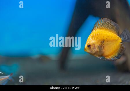 Nahaufnahme der wunderschönen Millenium Gold Diskus Aquarienfische isoliert auf blauem Hintergrund. Hobby-Konzept. Stockfoto