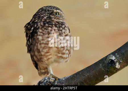 Nahaufnahme einer kleinen Eule, die auf einem Ast auf einem Bein steht (Athene noctua) Stockfoto