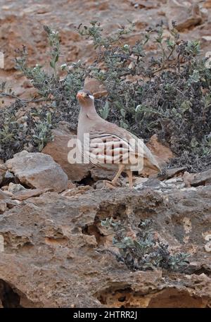 Sandpartridge (Ammoperdix heyi intermedius) Erwachsener, der auf dem Felsen Oman steht Dezember Stockfoto