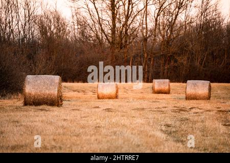 Am Waldrand liegen bei Sonnenuntergang runde Heuballen auf dem Feld Stockfoto
