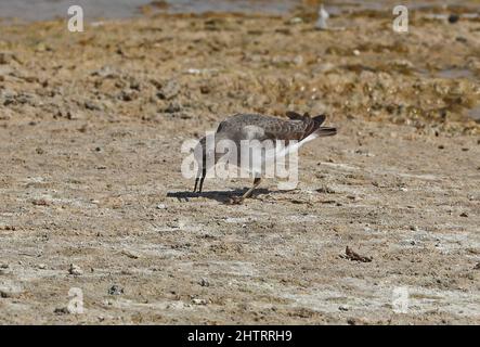 Temmincks Stint (Calidris temminckii), Erwachsene, die sich auf trockenem Schlamm ernähren Oman Dezember Stockfoto