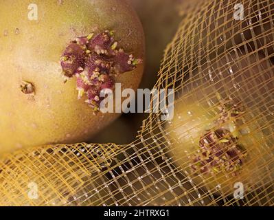 Gekeimt Kartoffelknollen in Netzbeutel Nahaufnahme, unsachgemäße Lagerung von Gemüse Stockfoto