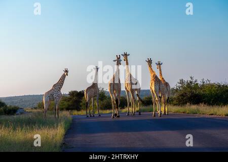 Eine Herde von 6 Giraffen, die auf einer Straße spazieren. 5 schaut weg und einer schaut zurück. Stockfoto