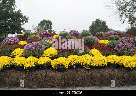 Eine Gruppe farbenfroher Chrysanthemen auf dem Mumfest in New Bern, North Carolina Stockfoto