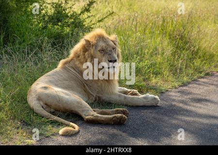 Männlicher Löwe, der zum Teil auf Gras und zum Teil auf einer asphaltierten Straße im afrikanischen Buschveld im Krüger-Nationalpark liegt Stockfoto