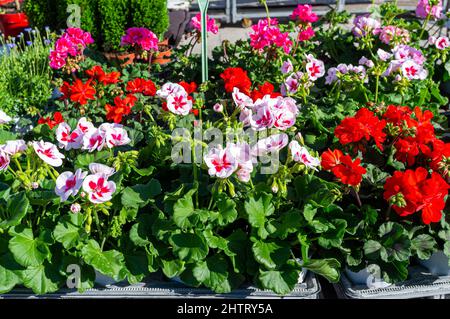 LE VIEUX PORT, MARCHE AUX FLEURS, MARSEILLE, BDR FRANKREICH 13 Stockfoto