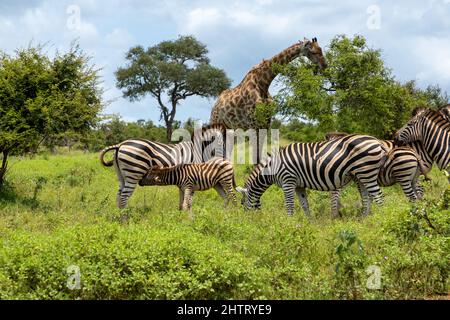Herde Zebras, die im afrikanischen Busch grasen. Im Hintergrund frisst eine Giraffe Blätter von einem Akazienbaum Stockfoto