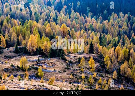 Farbenfrohe Lärchen und Kiefern umgeben die Pala-Gruppe, von oberhalb des Rollepasses im Herbst gesehen. Stockfoto