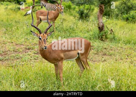 Selektiver Fokus auf einen Impala-Widder im saftig grünen afrikanischen Buschveld. Auch als Roobok in Afrakanen bekannt Stockfoto