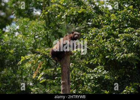 Wolverine aka wolverene - Gulo gulo - ruht auf trockenem Baum, verschwommener Waldhintergrund Stockfoto