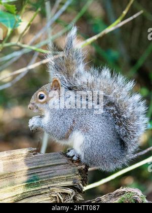 Graues Eichhörnchen mit Punk-Frisur! Stockfoto