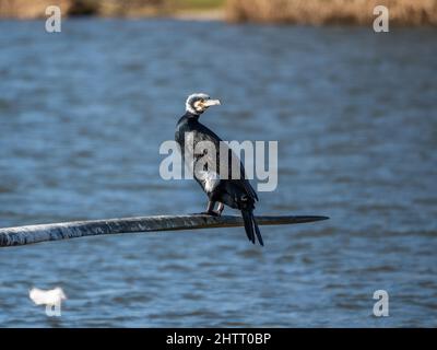 Kormoran im Zuchtgefieder blickt über die Schulter, JCB Lakes, Rocester, Staffordshire Stockfoto