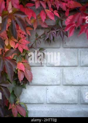 Vertikales Foto von Blättern, die an einer Kletterpflanze an einer Wand hängen Stockfoto