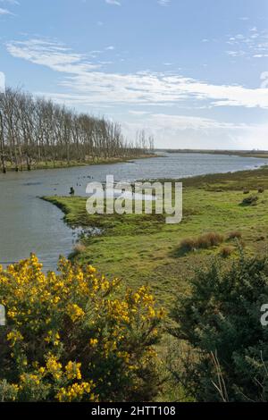 Weideland und Bäume, die mit Meerwasser überflutet wurden, nachdem die Küstenverteidigung durch einen Gezeitenbruch neu ausgerichtet wurde, RSPB Memmerry, West Sussex UK Stockfoto