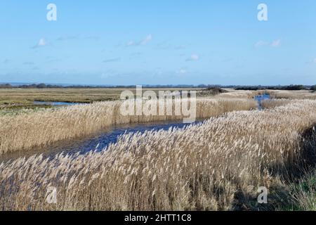 Das Schilf (Phragmites australis), das den langen Pool umsät, mit Gezeitenfähre und Salzwiesen im Hintergrund, Sussex, Großbritannien, Februar. Stockfoto