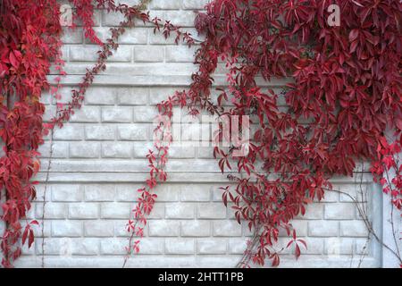 Ziegelwand mit einer Kletterpflanze mit roten Blättern im Herbst Stockfoto