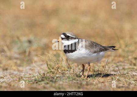 Ringelpfeifer (Charadrius hiaticula), der auf den Stranddünen steht und Gefieder züchtet Stockfoto