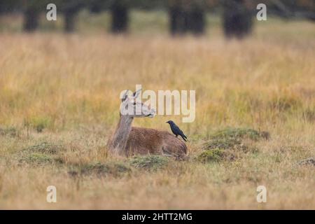 Rothirse (Cervus elaphus) Hinterhand ruht auf Grasland mit Jackdaw (Corvus monedula) Erwachsener auf dem Rücken Stockfoto