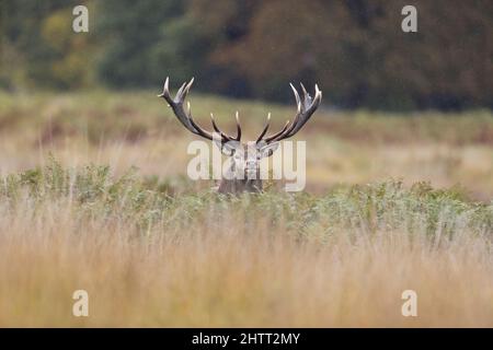 Rothirsch (Cervus elaphus) in Bracken stehend Stockfoto