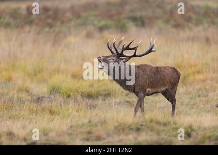 Rothirsch (Cervus elaphus) Hirsch brüllend während der Rut Stockfoto