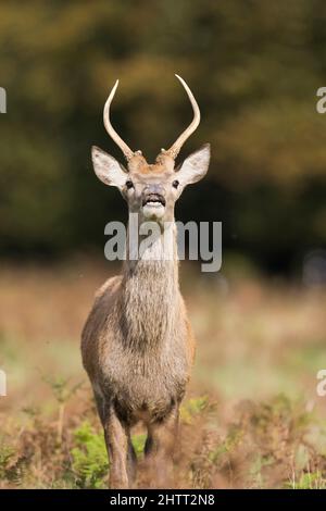 Rothirsch (Cervus elaphus) junger Hirsch in flüchtigen Reaktion während der Rut Stockfoto