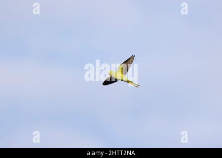 Rosenberingsittich (Psittacula krameri), erwachsenes Weibchen, das mit Eichengalle im Schnabel fliegt Stockfoto