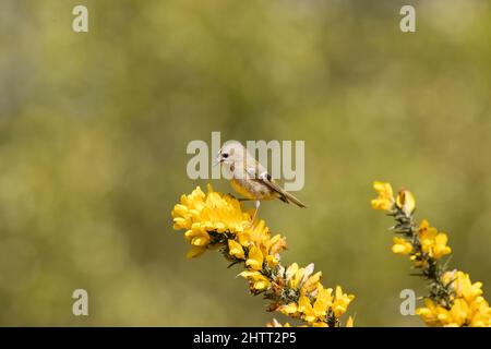 Goldwappen (Regulus regulus) Erwachsener auf dem Gorgan (Ulex europaeus) Stockfoto