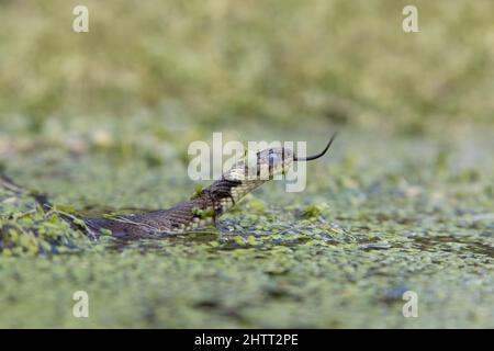 Grassschlange (Natrix natrix) Erwachsener mit trüben Augen vor dem Abgießen der Haut, schwimmend zwischen Entenkraut, flickende Zunge Stockfoto