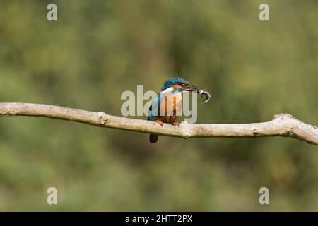 Gewöhnlicher Eisvögel (Alcedo atthis), erwachsenes Männchen, das auf einem Ast thront, mit 2 dreistacheligen Stichlingen (Gasterosteus aculeatus), die im Schnabel Beute sind Stockfoto