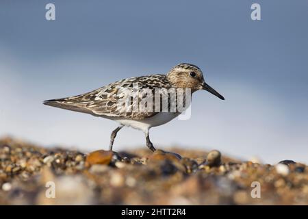 Sanderling (Calidris alba) züchtet Gefieder Erwachsener beim Strandspaziergängen Stockfoto