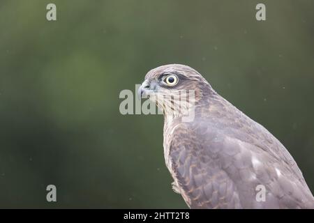 Eurasisches Sparrowhawk (Accipiter nisus) Jugendporträt Stockfoto