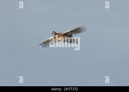 Gewöhnlicher Fasan (Phasianus colchicus), Erwachsene weibliche Fliegerinnen Stockfoto