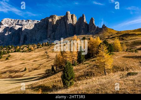 Bunte Lärchen und Pinien auf den Weiden unterhalb der Gipfel und Felswände der Sella Towers im Herbst. Stockfoto