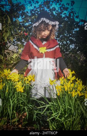 Unter den Narzissen in traditioneller walisischer Tracht ist die vierjährige Lillian Joy aus Swansea zu sehen, während Menschen in ganz Wales den St. Davids Tag feiern. Aus Anlass des Tages tragen die Waliser auf der ganzen Welt Lauch oder Narzissen, um den heiligen David, den schutzpatron von Wales, zu feiern. Stockfoto