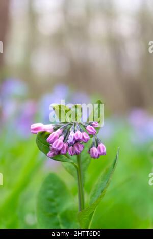 Virginia Bluebells Cluster mit Knospen im frühen Frühjahr und Bokeh Hintergrund von anderen Bluebells und Waldbäumen Stockfoto