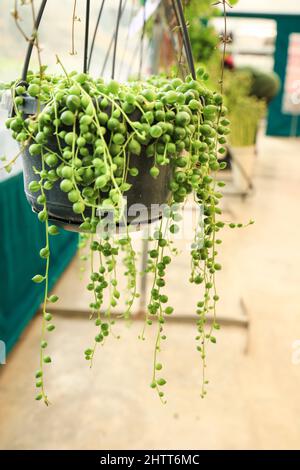 Eingetopfte Senecio Rowleyanus Pflanze im Garten in Spanien Stockfoto