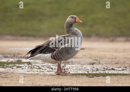 Grey lag Gans anser anser preening und zu Fuß in der Nähe einer Pfütze von Wasserseite auf isoliert von grünem Hintergrund Stockfoto