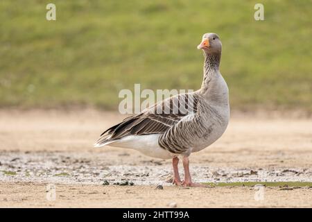 Grey lag Gans anser anser preening und zu Fuß in der Nähe einer Pfütze von Wasserseite auf isoliert von grünem Hintergrund Stockfoto