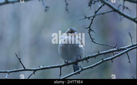 Der gewöhnliche Buchfink auf einem Ast auf dem Berg Ulia. Stockfoto