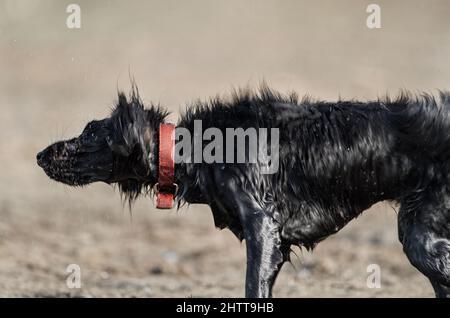 Nasser schwarzer Hund mit einem leuchtend roten Kragen, der seine nasse Fellbewegung wackelt Stockfoto