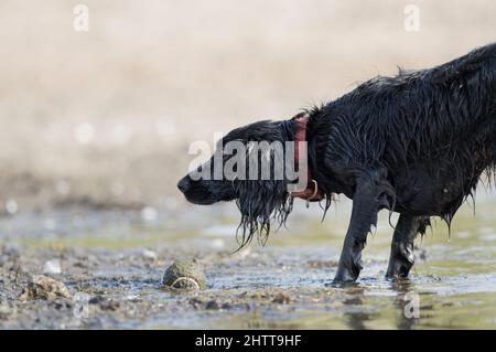 Nasser schwarzer Hund mit einem leuchtend roten Halsband, der mit einem Tennisball im Schlamm spielt Stockfoto