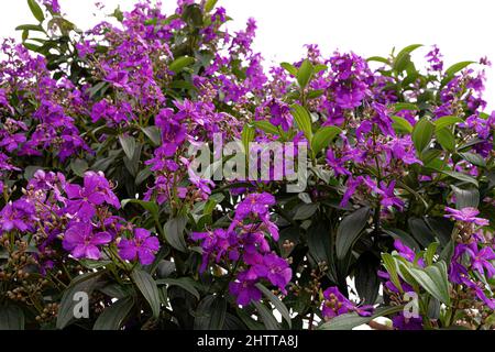 Glory Bush Baum der Art Pleroma granulosum Stockfoto