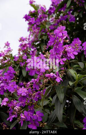 Glory Bush Baum der Art Pleroma granulosum Stockfoto