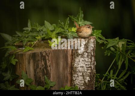 Eine selektive Fokusaufnahme einer Liederdrossel auf einem Baumstumpf Stockfoto