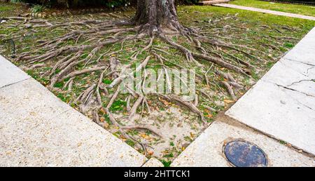 Ausgedehntes Baumwurzelsystem auf der Oberfläche eines vorderen Rasens in der Wohngegend von New Orleans, Louisiana, USA Stockfoto