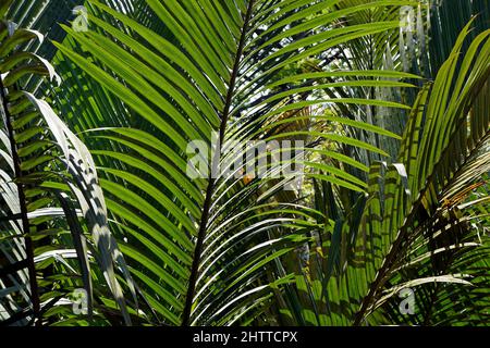 Palmenblätter (Attalea geraensis) Stockfoto